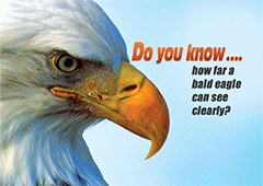 Do You Know: How Far a Bald Eagle Can See Clearly?