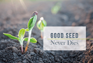 Good Seed Never Dies
