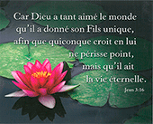 10" x 8" Small Frameable Poster Text Card: (Nénuphar fleur rose) Car Dieu . . . . Jean 3:16 (tout) by IBH