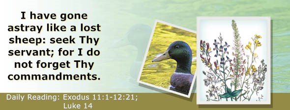 https://bibletruthpublishers.com/ComfortOfScriptures/wp-content/uploads/cos-hdg-2020-059.jpg