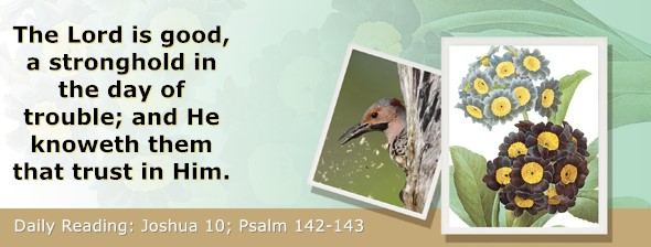 https://bibletruthpublishers.com/ComfortOfScriptures/wp-content/uploads/cos-hdg-2024-190.jpg