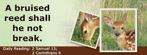https://bibletruthpublishers.com/DailyLight/wp-content/uploads/dl-hdg-2026-519.jpg