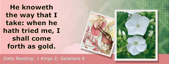 https://bibletruthpublishers.com/DailyLightMorning/wp-content/uploads/dl-hdg-2026-545.jpg
