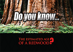 Do You Know: The Estimated Age of a Redwood?