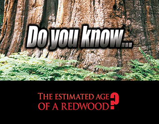 Do You Know: The Estimated Age of a Redwood?