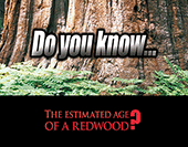 Do You Know: The Estimated Age of a Redwood?