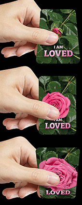 Pink Rose Deluxe Motion Tract: (Blooming Pink Rose) LOVED, I Am Loved
