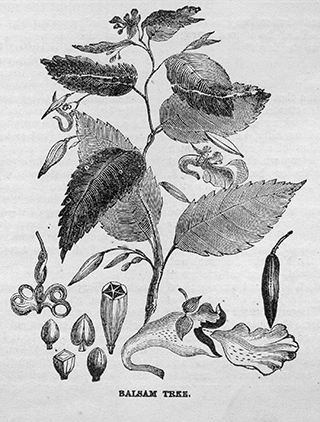 Balsam Tree