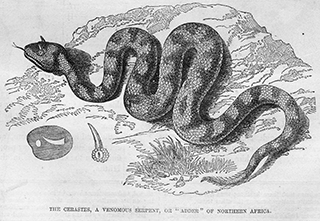 Cerastes Venomous Adder of Northern Africa