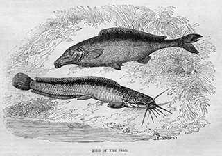 Fish of the Nile