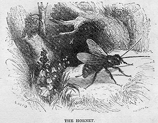 The Hornet