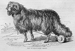 The Broad-tailed Sheep