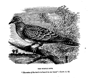 The Turtledove