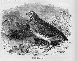 The Quail