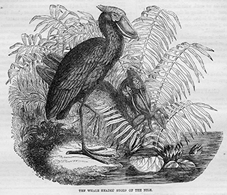 Whale Headed Stork of the Nile
