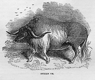 Syrian Ox