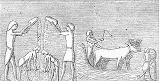 Threshing Floor