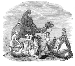Camels Richly Caparisoned