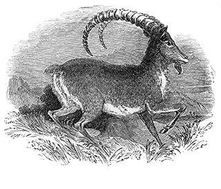Rock Goat or Ibex