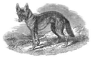 A Jackal
