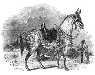A Mule Regally Caparisoned
