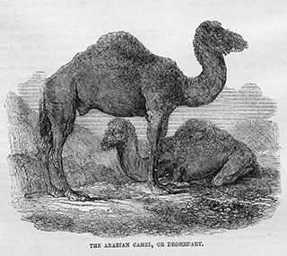 The Arabian Camel or Dromedary