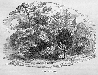 The Juniper