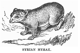 Syrian Hyrax