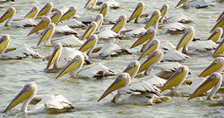 Pelicans in Senegal