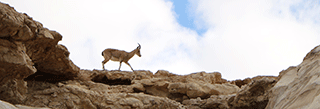 Mountain Gazelle