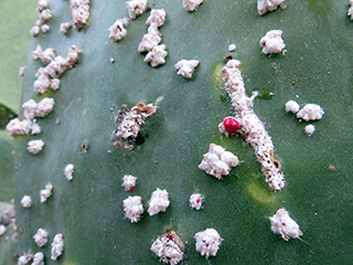 Cochineal Bugs