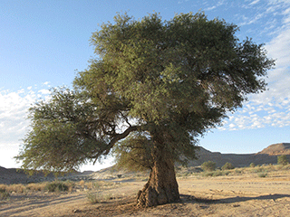 Vachellia Erioloba