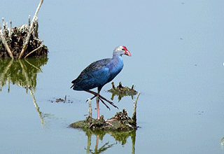 Purple Swamphen