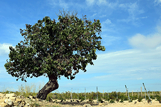 Mulberry Tree