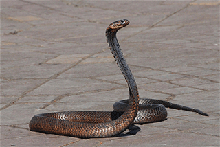 Egyptian Cobra