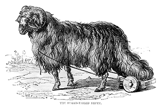 The Broad-Tailed Sheep