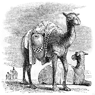 Ye shall not eat the camel