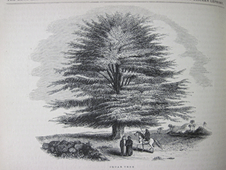 Cedar Tree