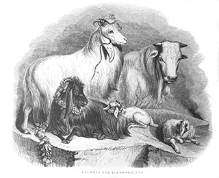 Animals for Sin Offerings