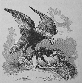 The eagle that stirreth up her wings