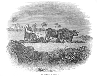 Threshing floor