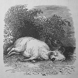 Ye shall not eat of anything that dieth of it