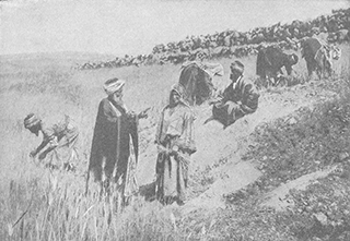 Harvest Field in the Time of the Judges