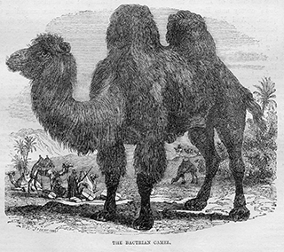 The Bactrian Camel