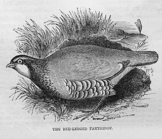 The Red Legged Partridge