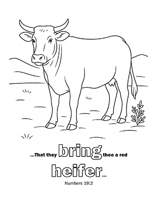 Red Heifer