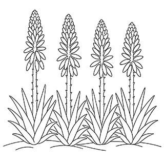 Lign of Aloes
