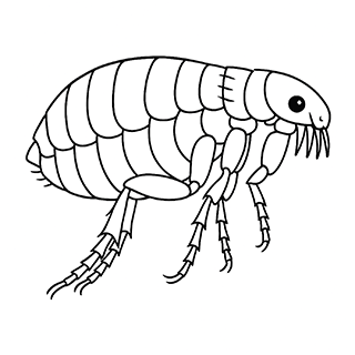 Flea