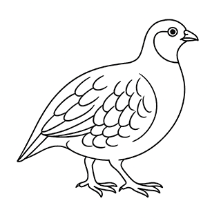 Partridge