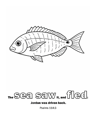 The sea saw